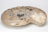 Triassic Ammonite (Flemingites) Fossil - Timor, Indonesia #211931-2